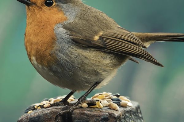 9 flori pe care pisica le poate mușca fără urmări. Și 5 care o omoară