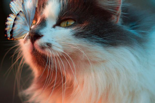 Iarba de pisici: ce caută felinele când mănâncă plante și cum o crești în cinci zile