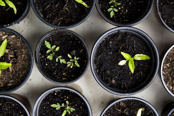LED grow lights pentru apartament: spectru, ore și prețuri reale în 2024