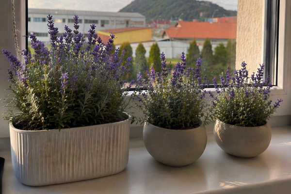 Lavandă pe balcon românesc: de ce moare din prea multă grijă, nu din ger