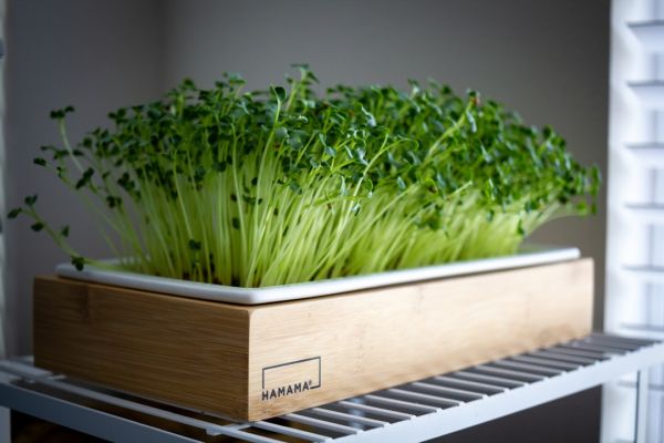 Microgreens: de 40 de ori mai nutritive ca legumele mature, gata în 7 zile