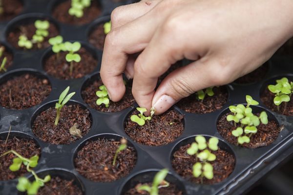 Plantele de interior scad cortizolul cu 37%. Ce spun, de fapt, studiile