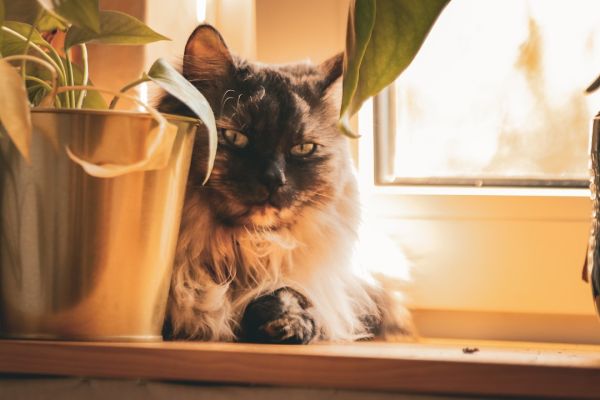Crinii ucid pisicile în 48 de ore. Iată ce plante sunt sigure
