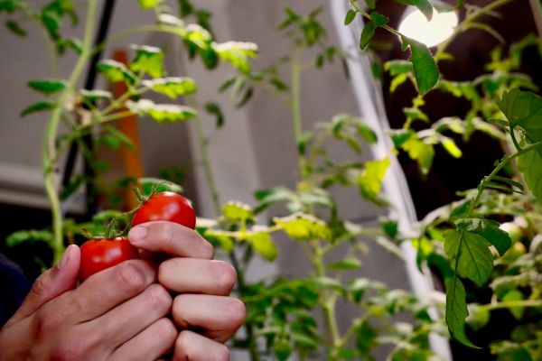 Roșii cherry pe balcon: 7 kg din 3 ghivece, un sezon, câteva greșeli
