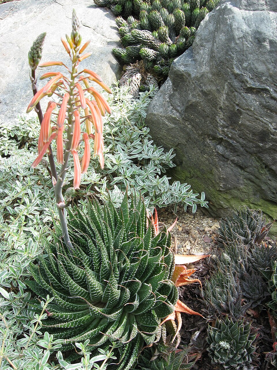 Aloe aristata — poză botanică reală