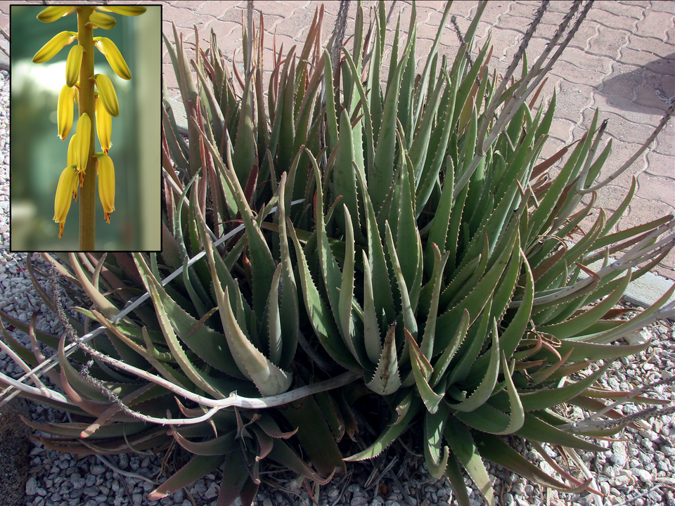 Aloe Vera — poză botanică reală