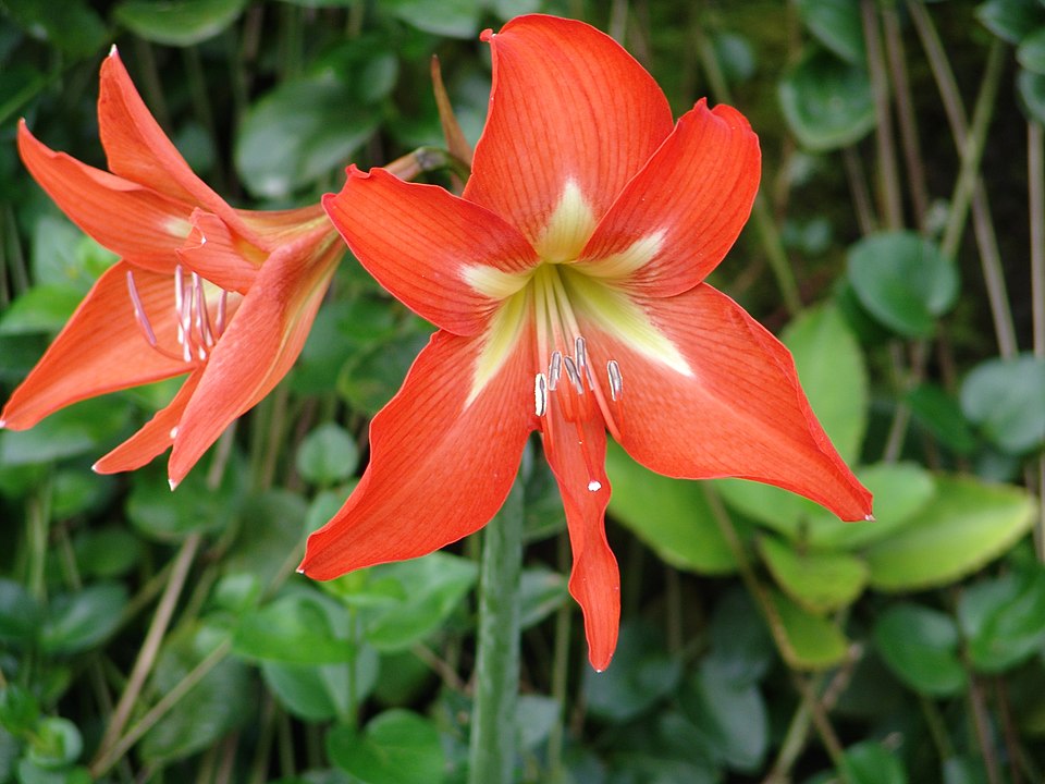 Amaryllis — poză botanică reală