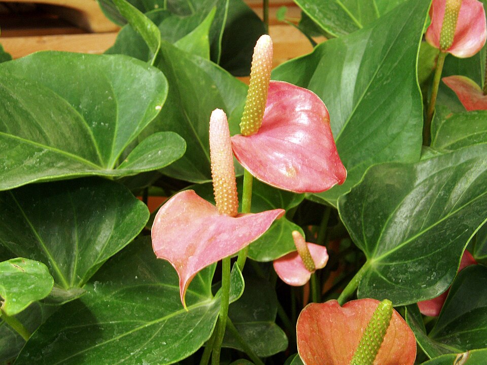 Anthurium — poză botanică reală