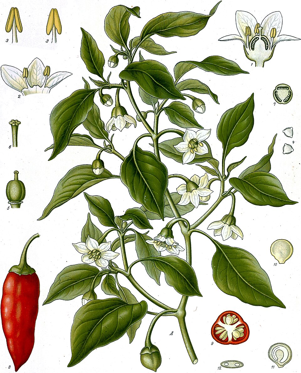 Ardei Kapia — poză botanică reală