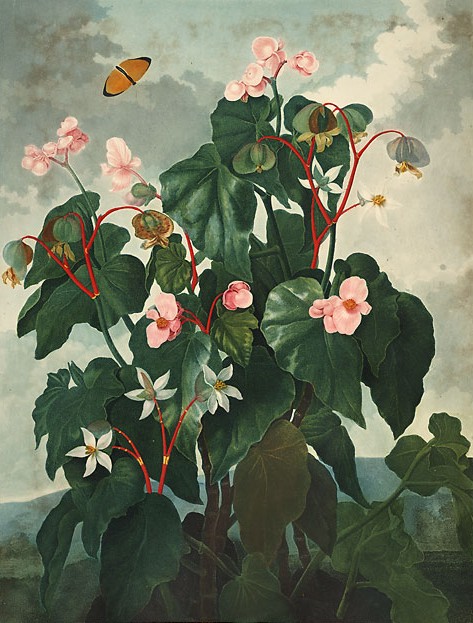 Begonia — poză botanică reală