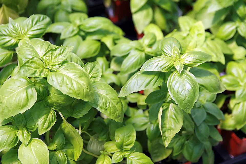 Busuioc — poză botanică reală