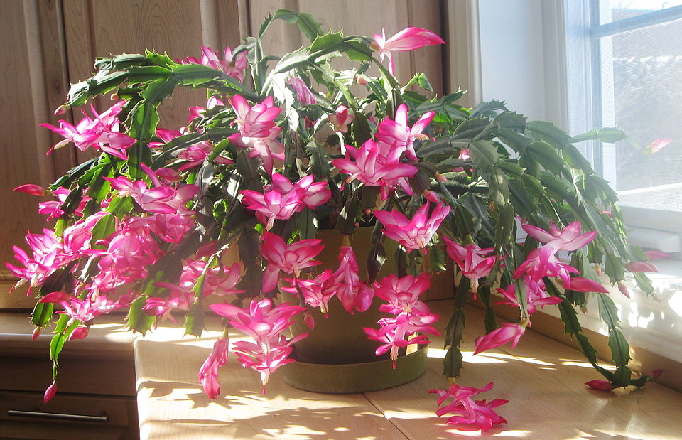 Cactus de Crăciun — poză botanică reală