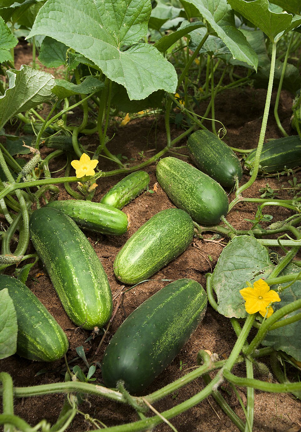 Castraveți — poză botanică reală