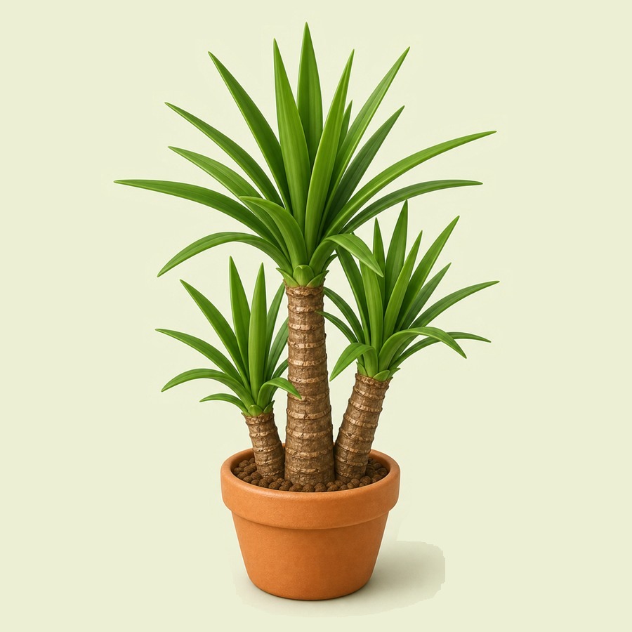 Yucca