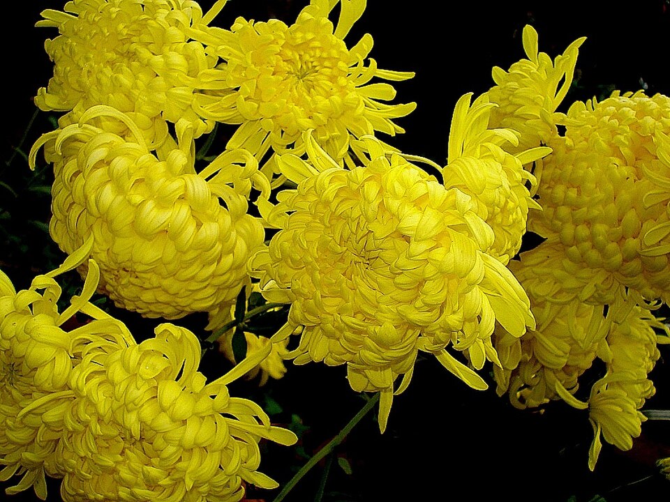 Crizanteme — poză botanică reală