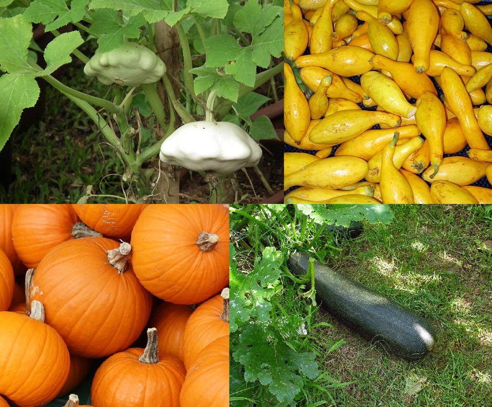 Dovlecei — poză botanică reală