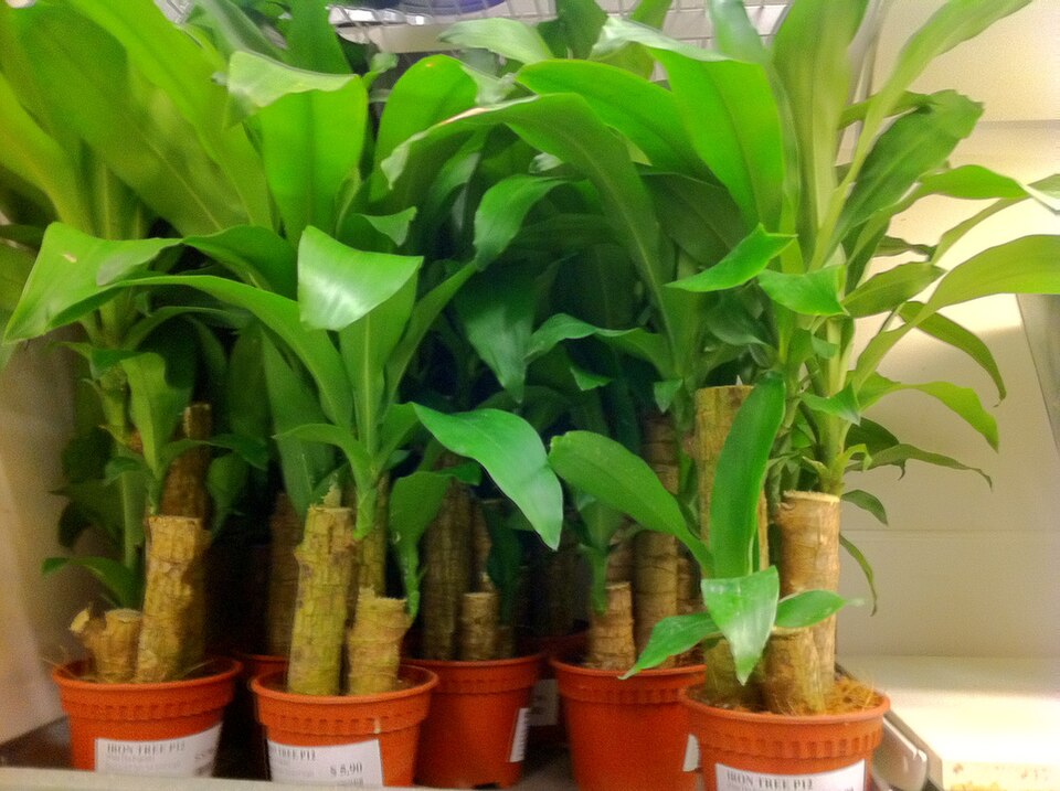 Dracaena — poză botanică reală