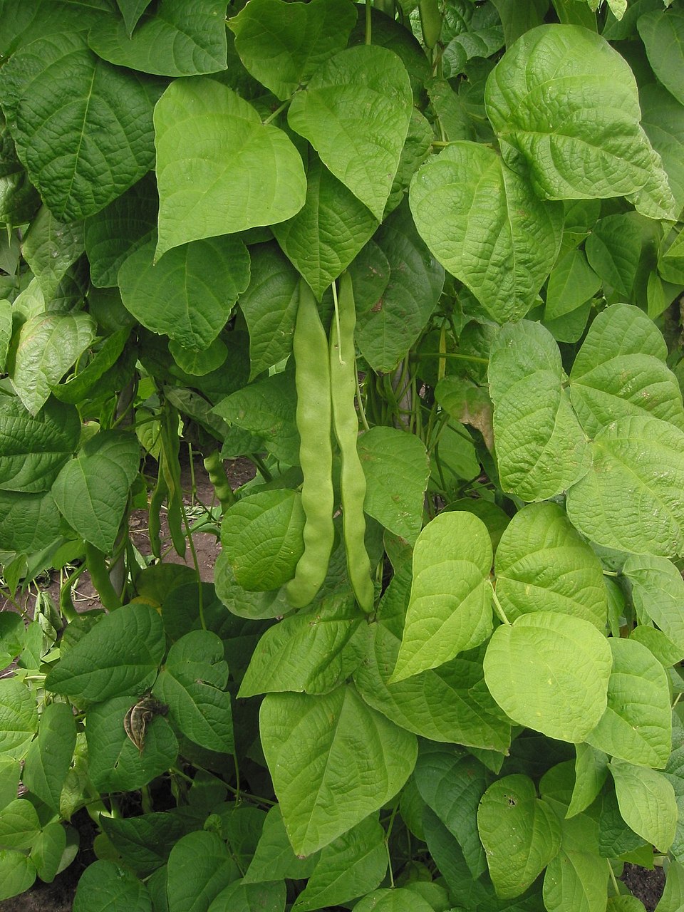 Fasole verde — poză botanică reală