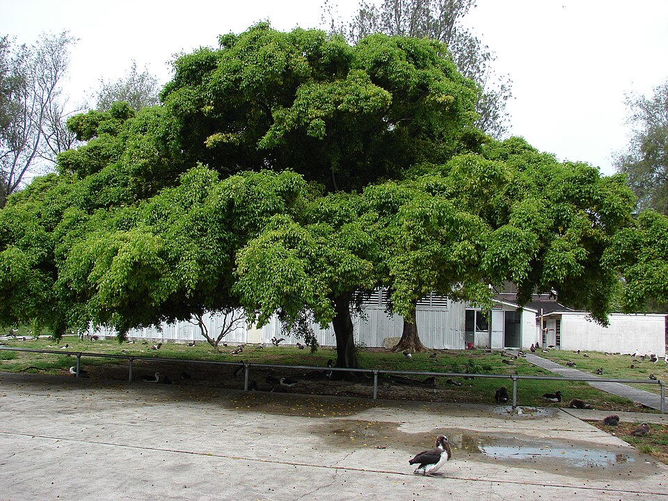 Ficus benjamina — poză botanică reală