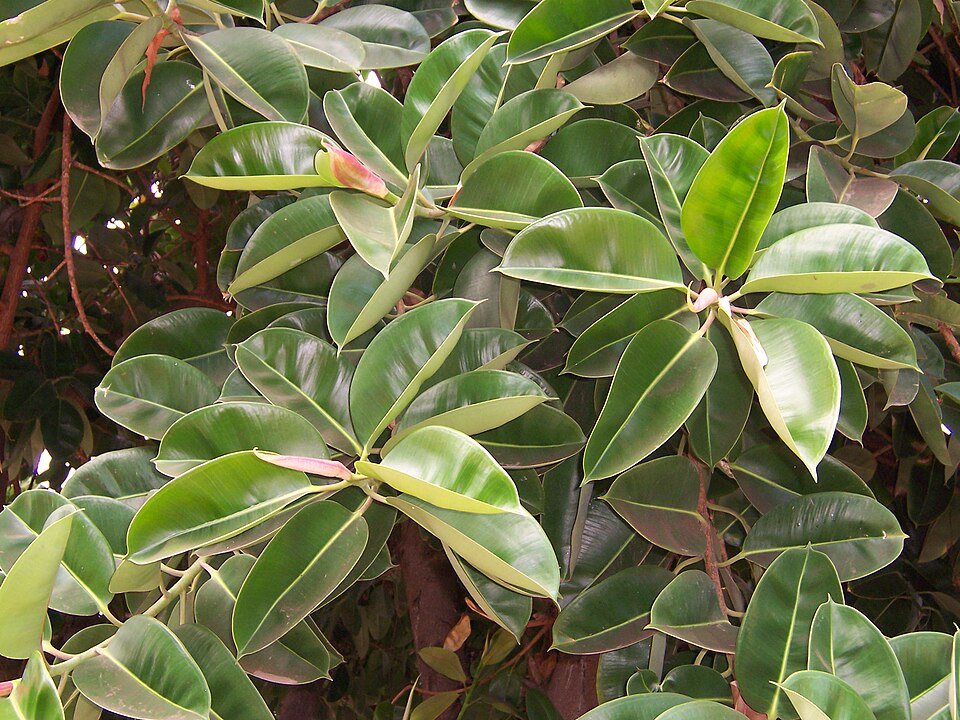 Ficus elastica — poză botanică reală