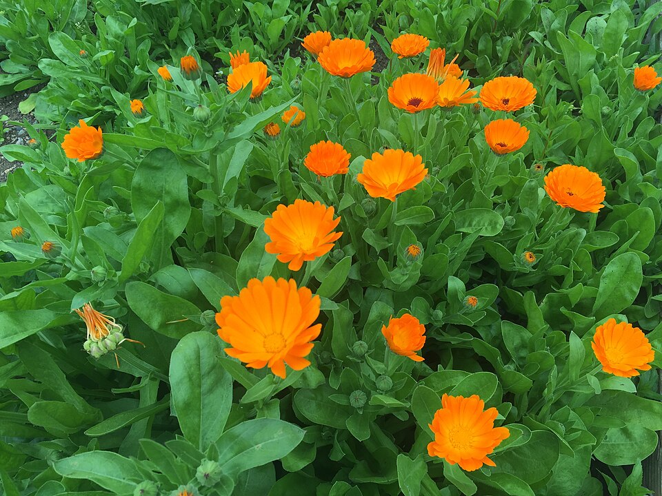 Gălbenele — poză botanică reală