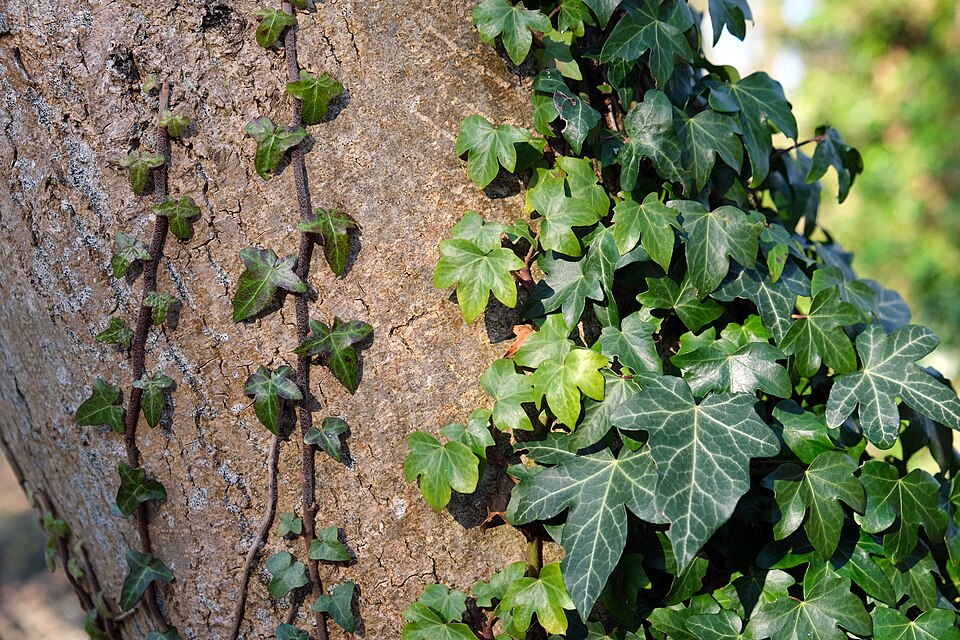 Iederă — poză botanică reală