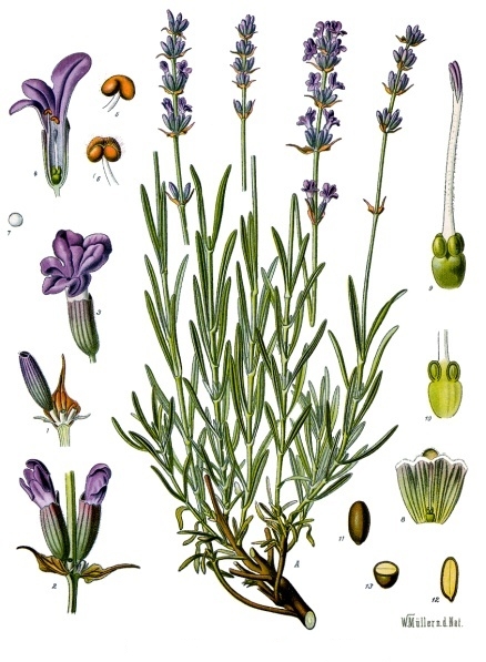 Lavandă — poză botanică reală