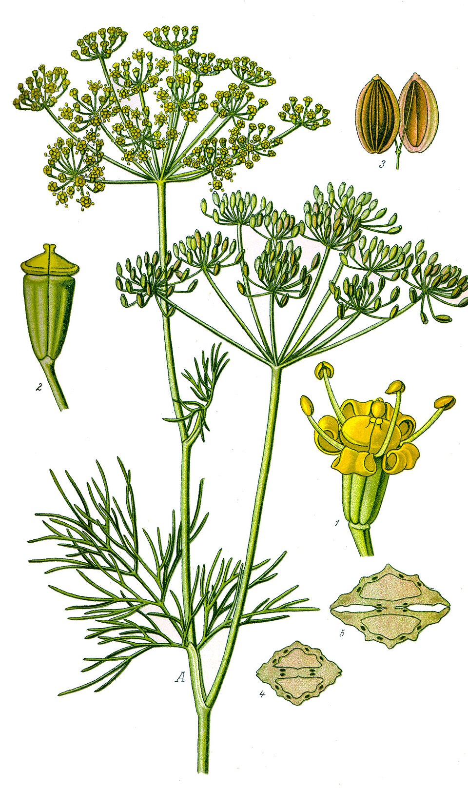 Mărar — poză botanică reală