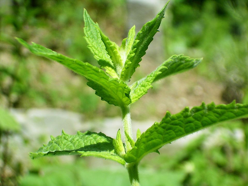Mentă — poză botanică reală