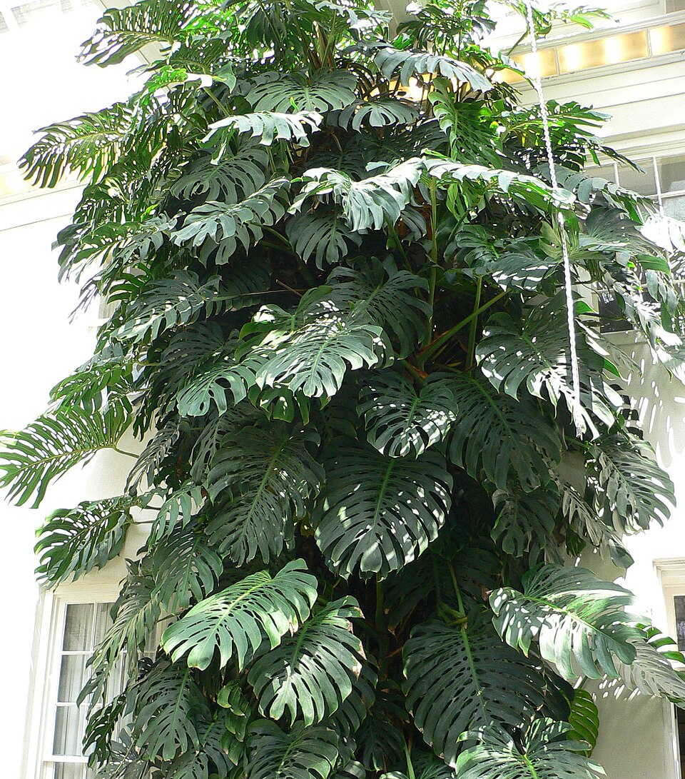 Monstera — poză botanică reală