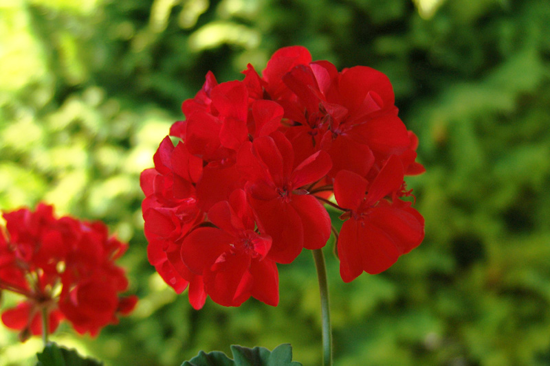 Mușcate — poză botanică reală
