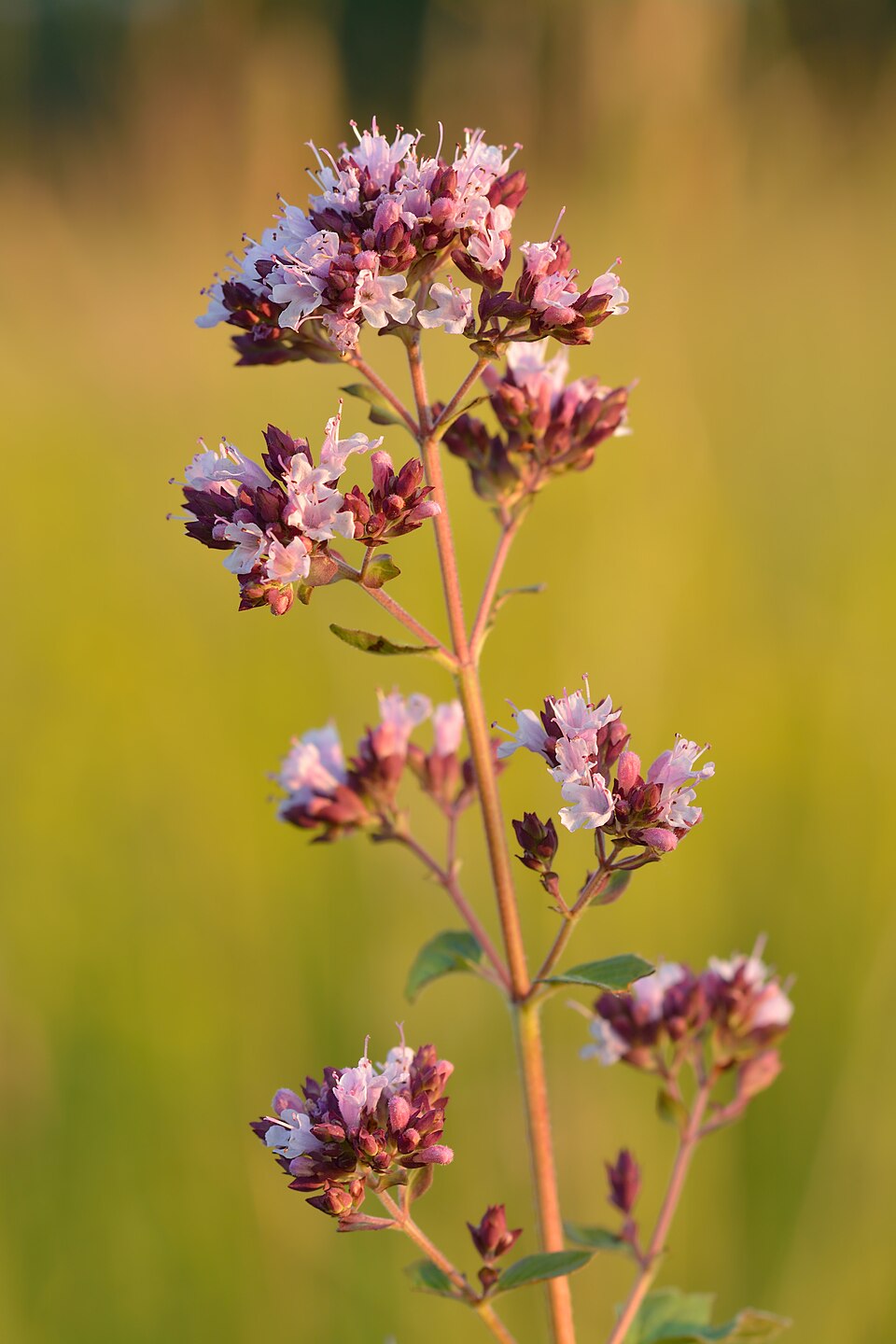 Oregano — poză botanică reală