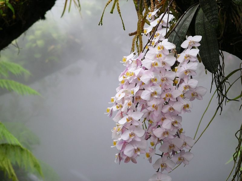 Orhidee Phalaenopsis — poză botanică reală