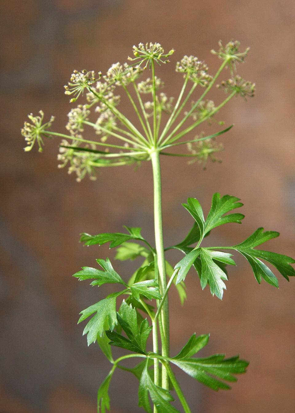 Pătrunjel — poză botanică reală
