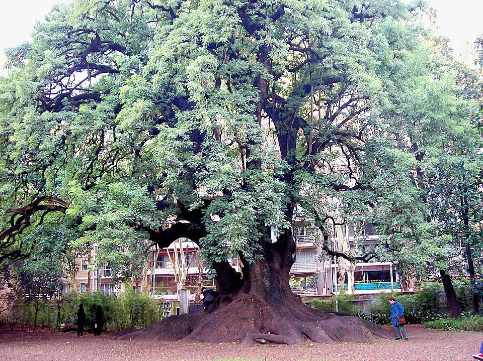 Phytolacca dioica — poză botanică reală