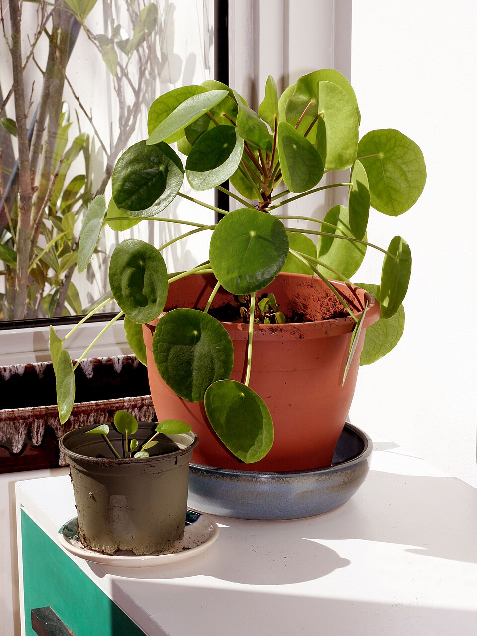 Pilea — poză botanică reală