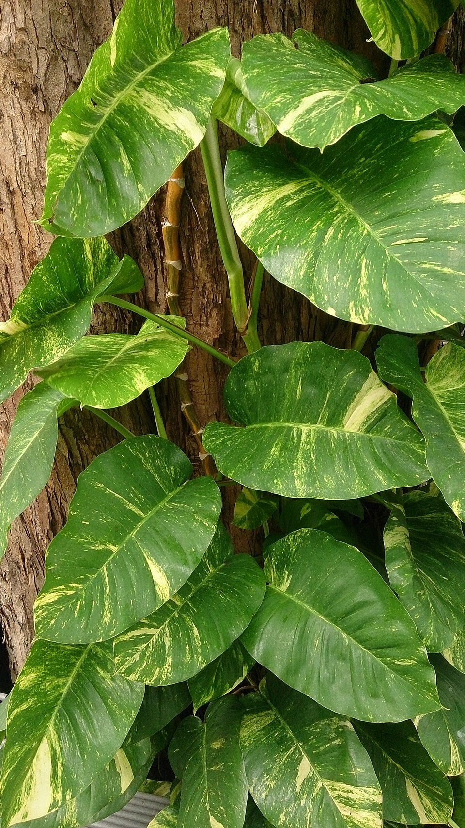 Pothos — poză botanică reală