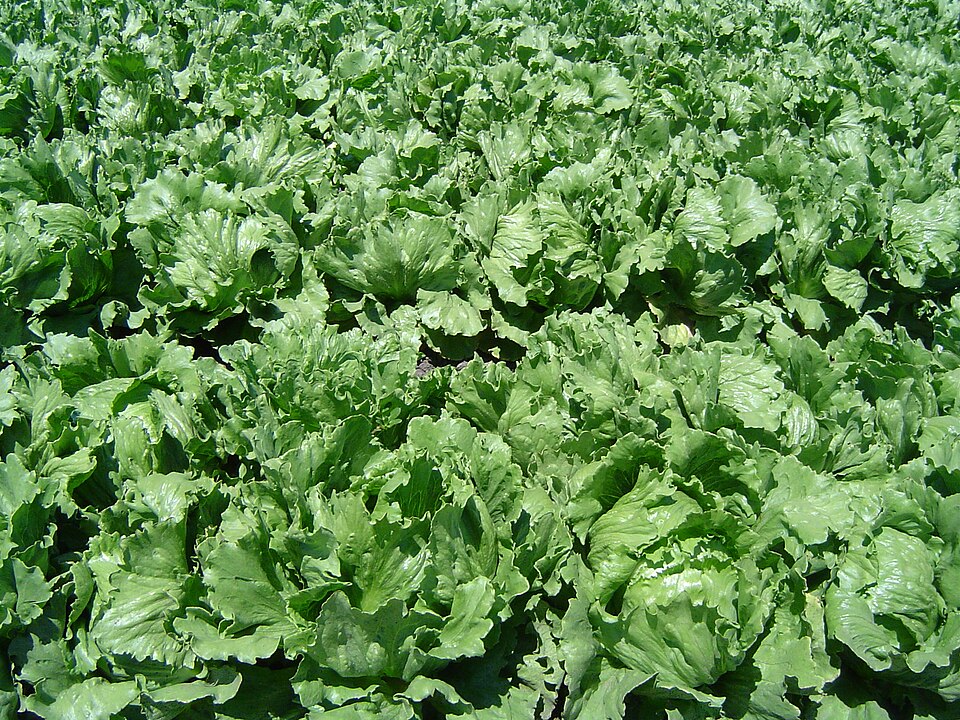 Salată verde — poză botanică reală