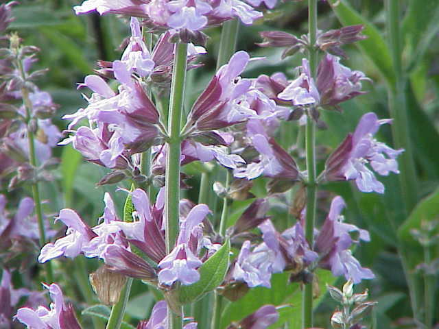 Salvie — poză botanică reală