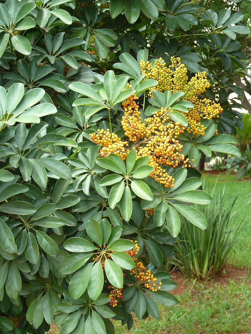 Schefflera — poză botanică reală
