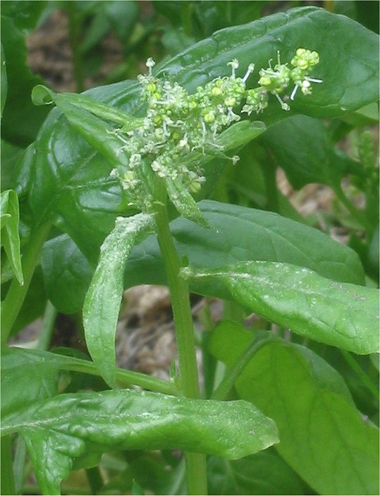 Spanac — poză botanică reală
