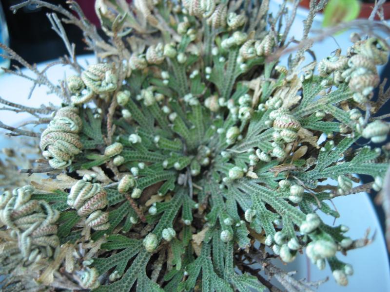 Trandafirul de Jericho — poză botanică reală