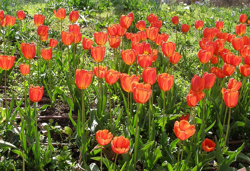 Tulipa gesneriana — poză botanică reală