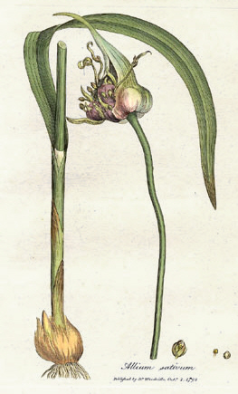 Usturoi — poză botanică reală