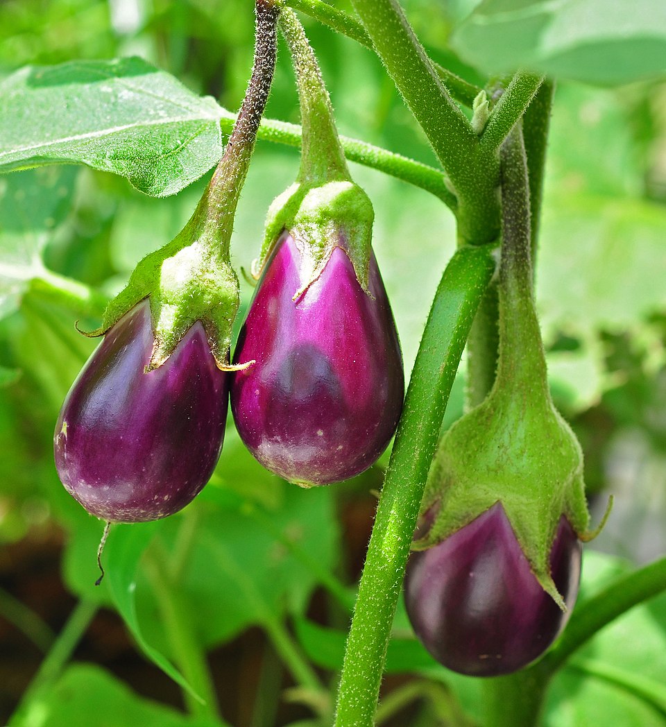 Vinete — poză botanică reală