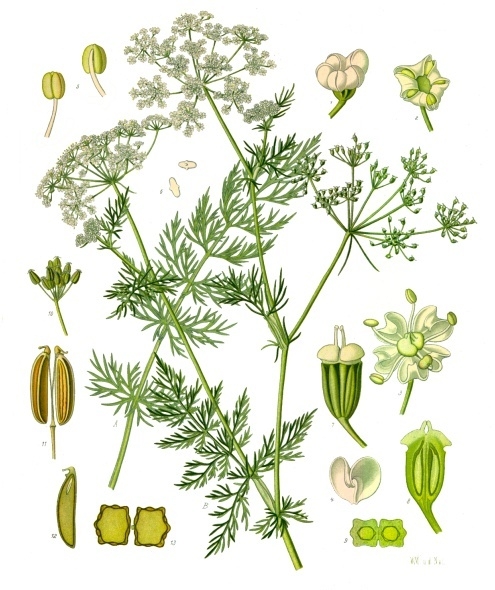 Chimen — poză botanică reală