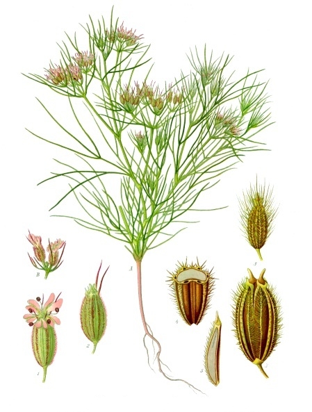 Chimion — poză botanică reală