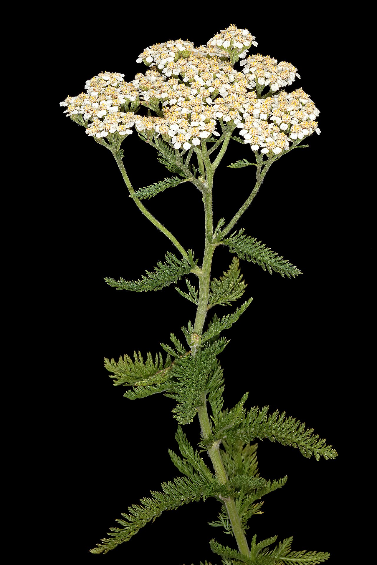 Coada șoricelului — poză botanică reală