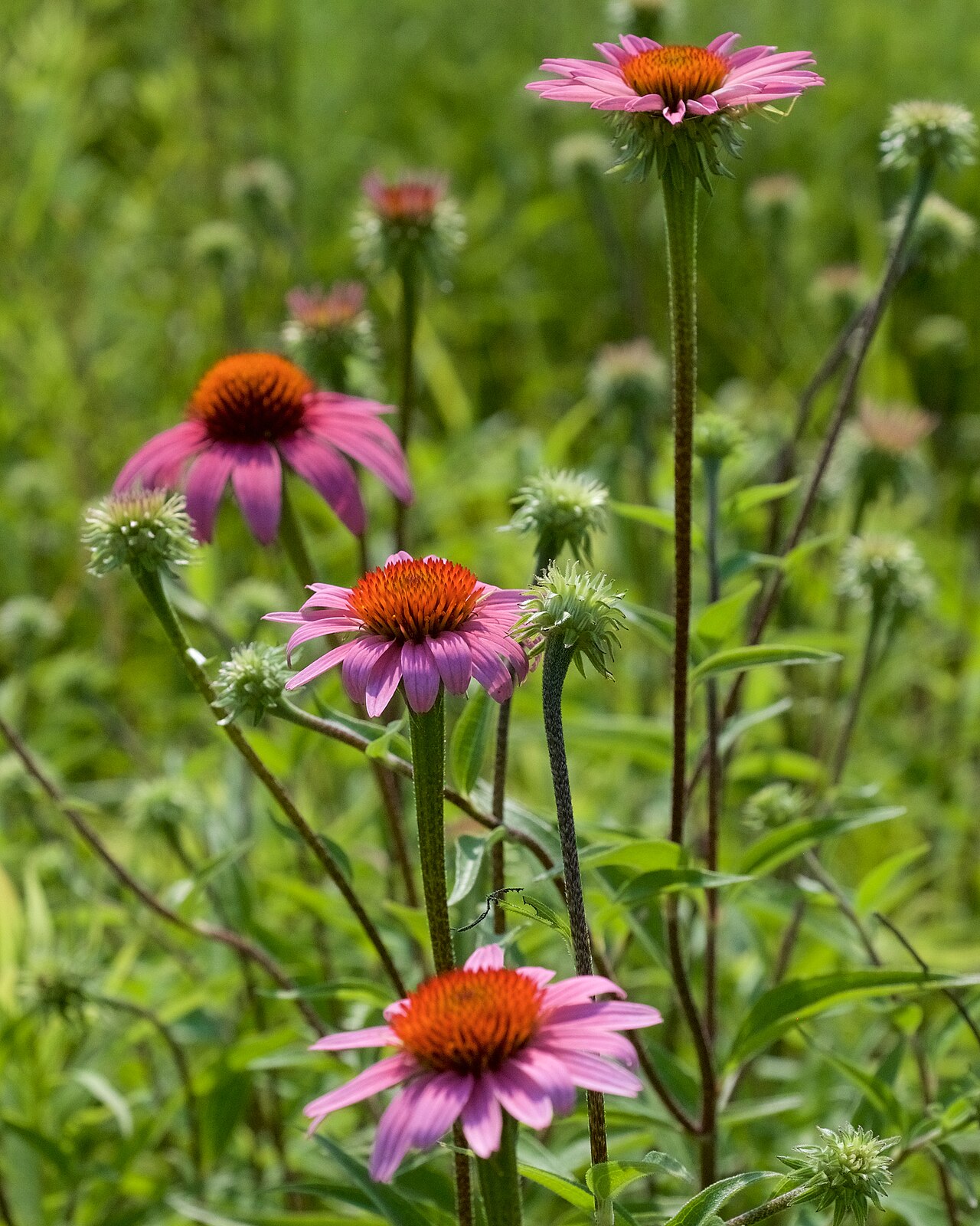 Echinacea purpurie — poză botanică reală