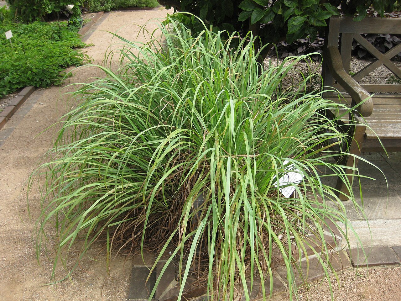 Lemongrass — poză botanică reală